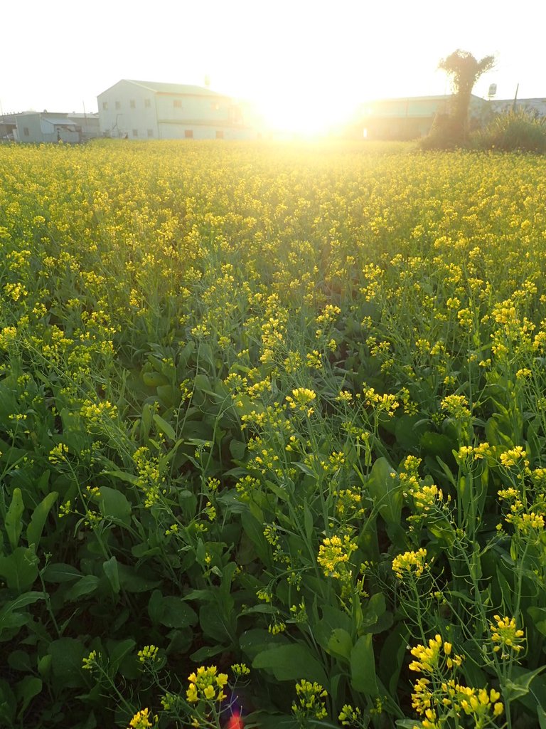 P1083459.JPG - 台中  西屯  油菜花田