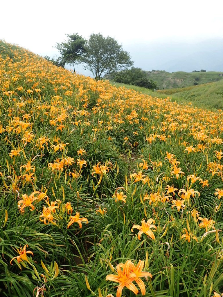 P9087946.JPG - 富里  六十石山  金針花季