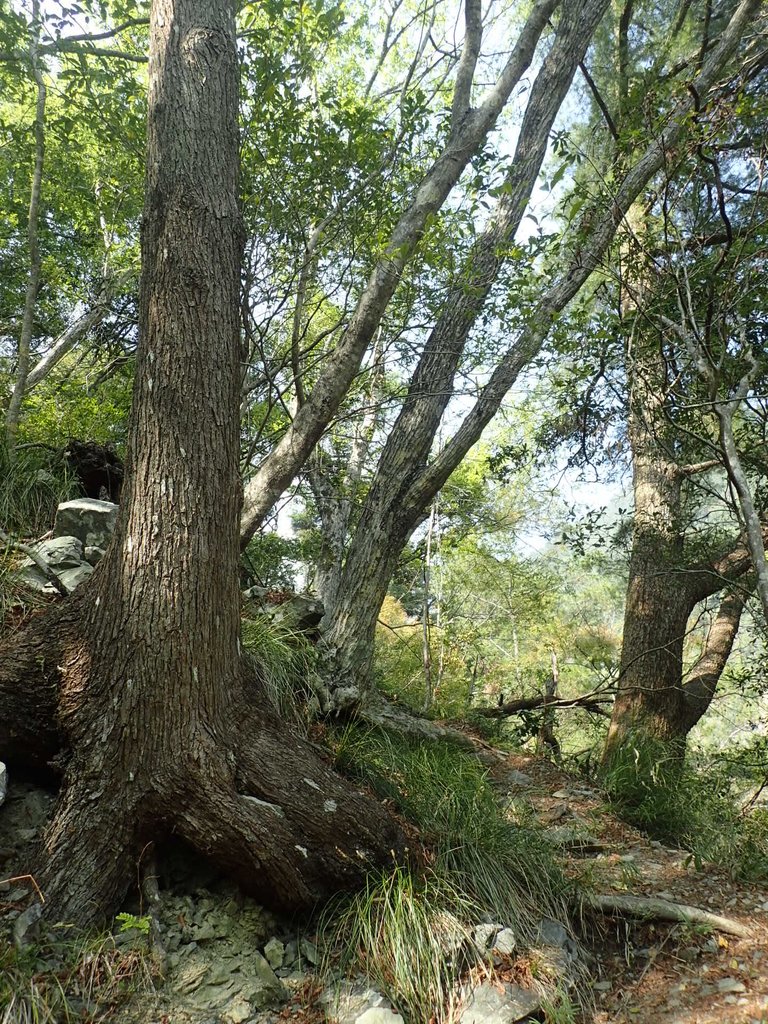 P3167336.JPG - 谷關七雄之  屋我尾山