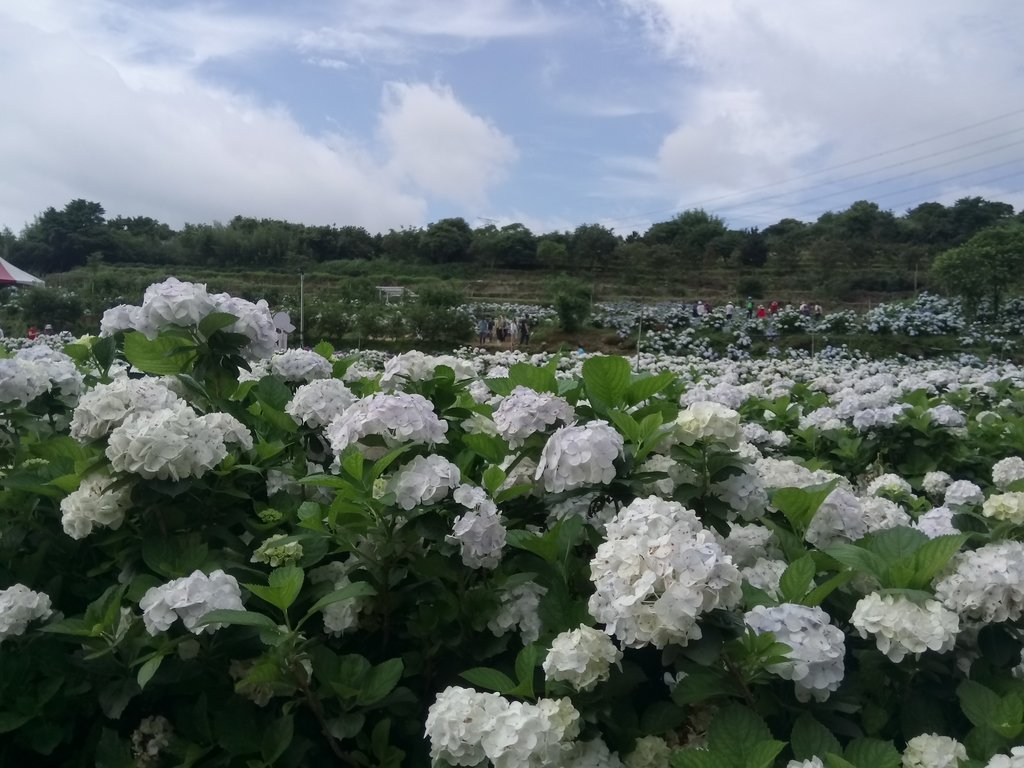 DSC_9298.JPG - 萬里  高家繡球花田