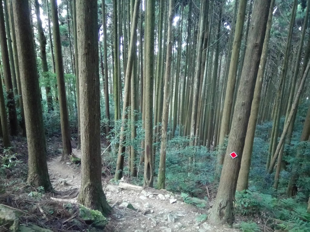 DSC_3583.JPG - 南庄  大坪林道  杜鵑嶺