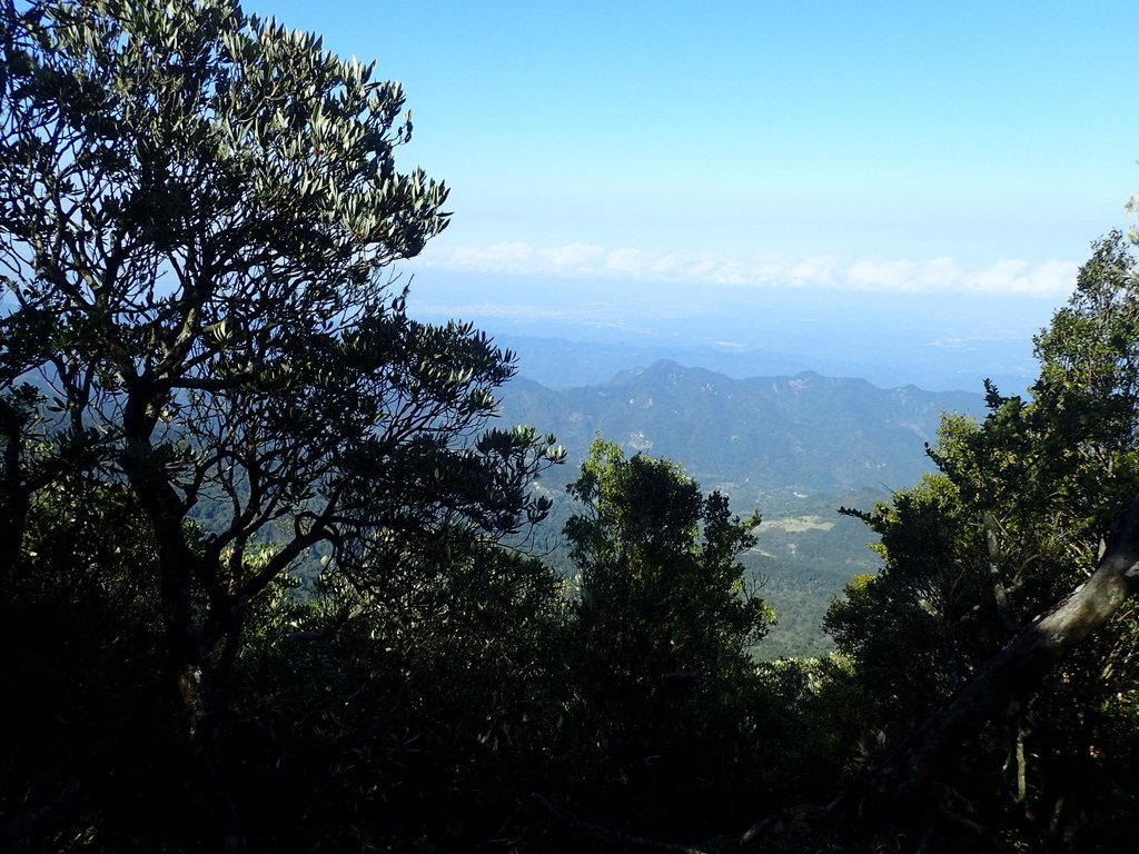 P2034760.JPG - 南庄  大坪林道  杜鵑嶺