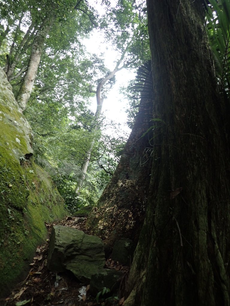 P9108383.JPG - 新竹  五指山登山步道