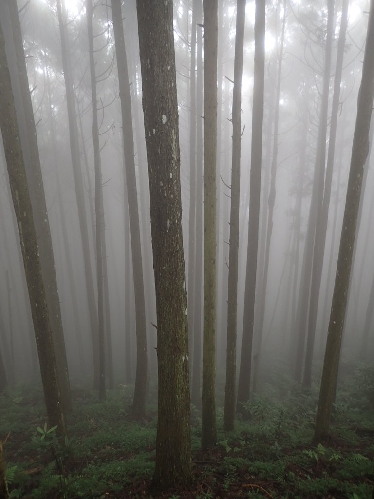 P9250196.JPG - 南庄  向天湖之  迷霧森林