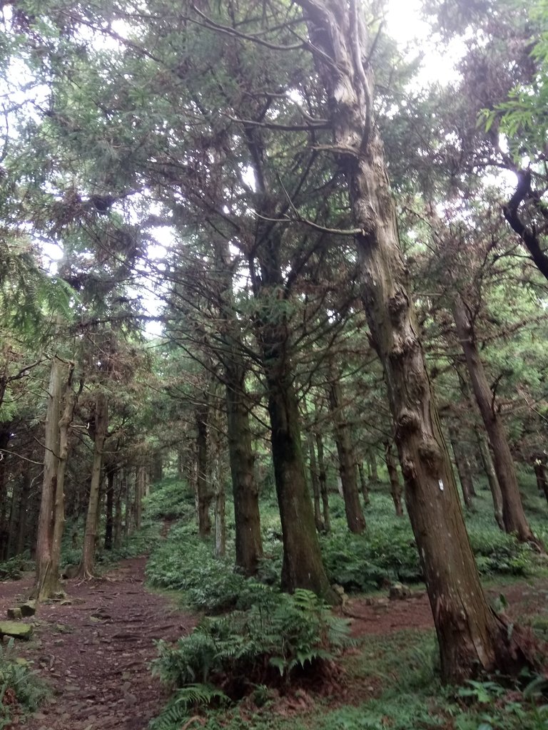 DSC_5188.JPG - 台中和平  長壽山登山步道  (上)