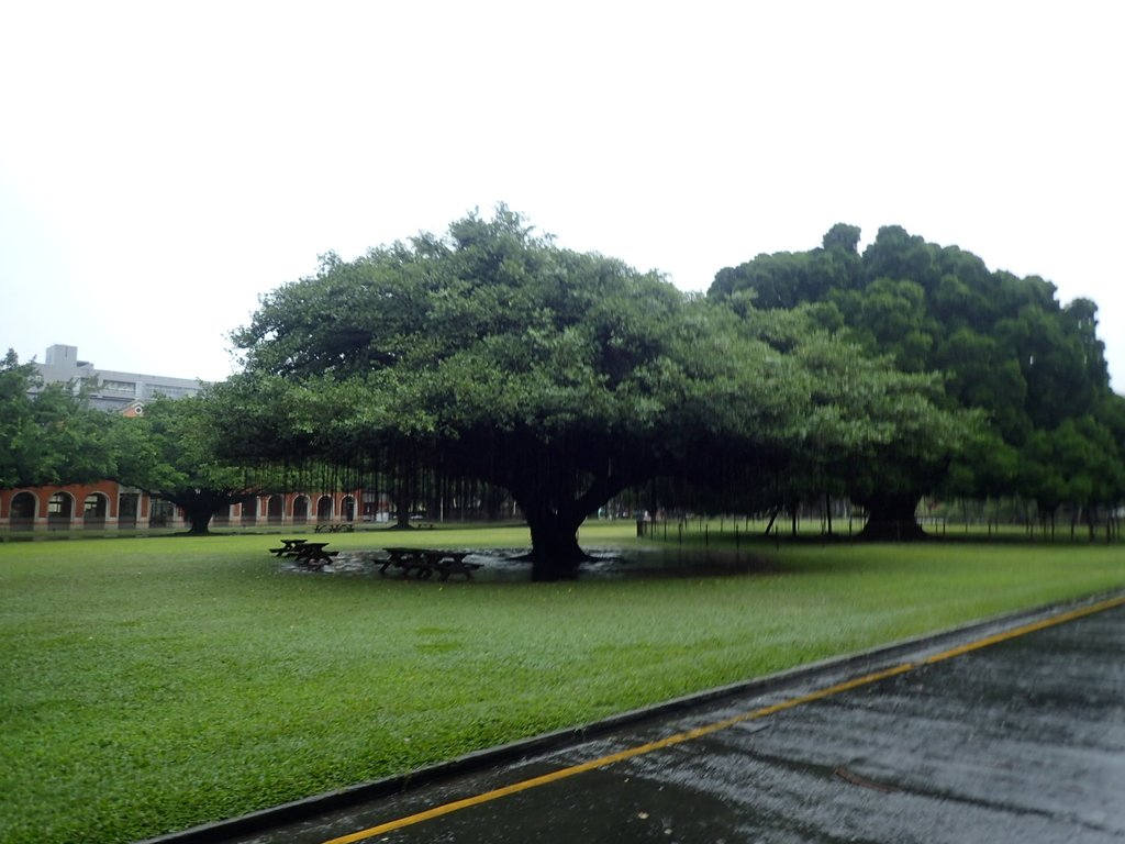 PB074530.JPG - 台南  成功大學  校園掠影