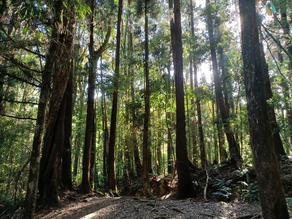 IMG20210205090811.jpg - 竹山  嶺頭山  金柑樹山