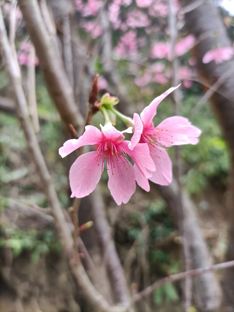 IMG20210226125808.jpg - 三峽  熊空  大熊櫻花林