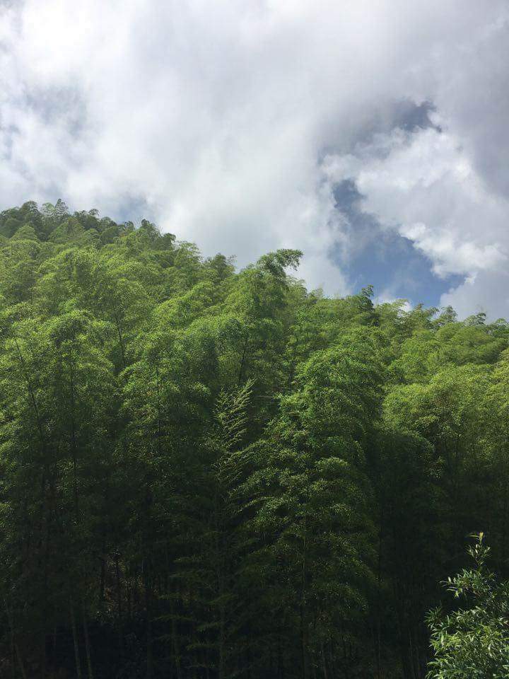 IMG_90783670260870.jpeg - 竹山  大諳  孟宗竹蔭隧道