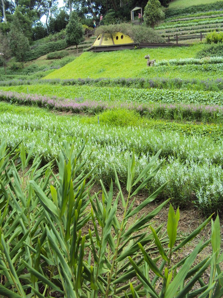 DSC08548.JPG - 頭屋  明德水庫  薰衣草森林