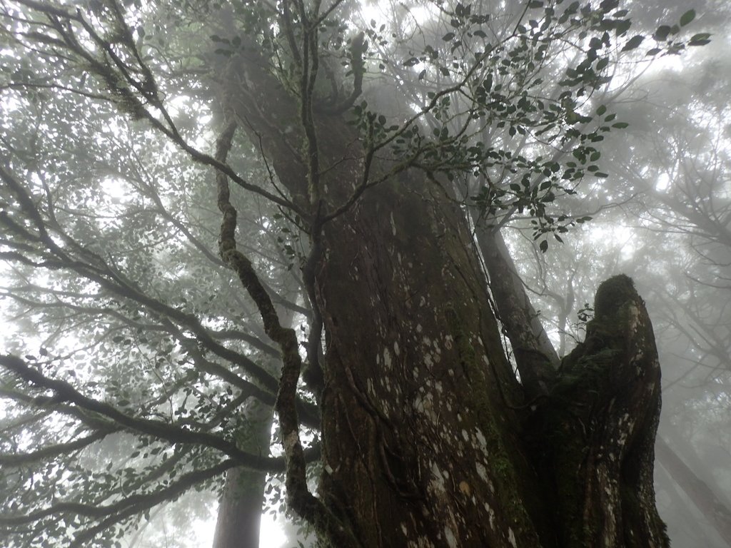 P8226812.JPG - 太平山 見晴懷古步道