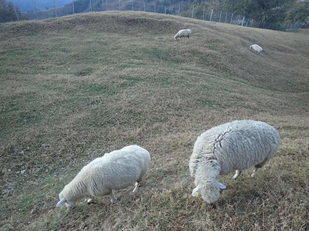 PC131913.JPG - 清境農場  牧野之美