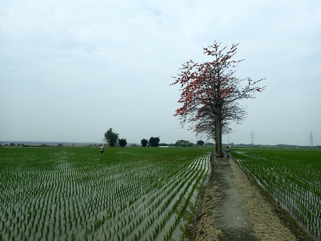 P3066500.JPG - 竹塘  田頭  木棉花道