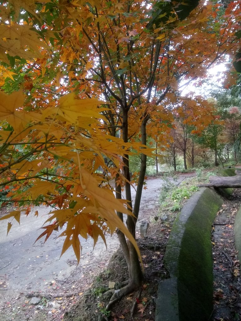 DSC_1766.JPG - 土城  承天寺  朝山步道