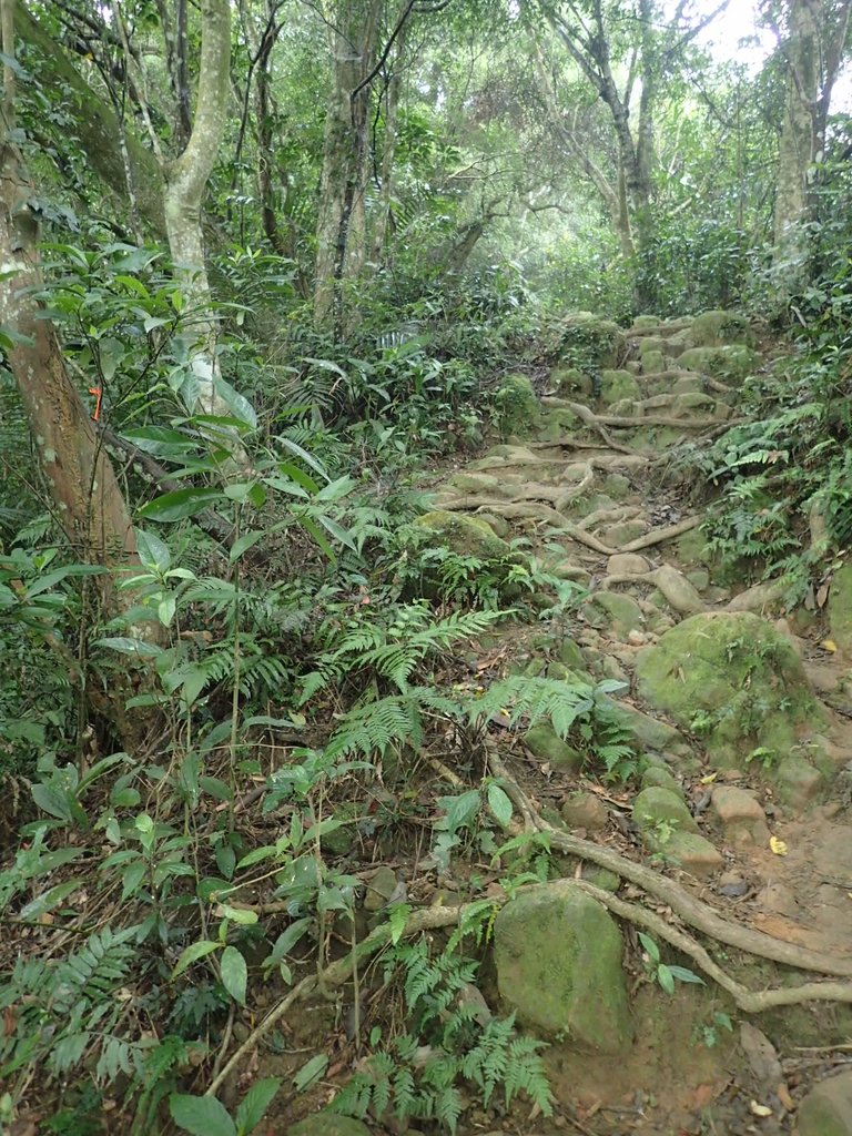 P2107495.JPG - 大溪  溪洲山登山步道