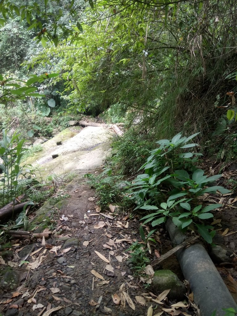 DSC_0571.JPG - 鹿谷  長源圳古道