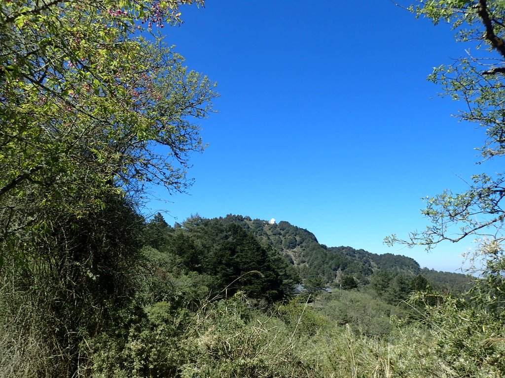 P3268071.JPG - 鹿林山  麟趾山步道  (01)