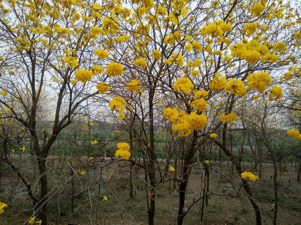 DSC_8417.JPG - 竹塘  田頭堤防  黃花風鈴木