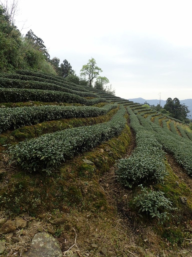 P3170437.JPG - 坪林  大湖尾茶園風光