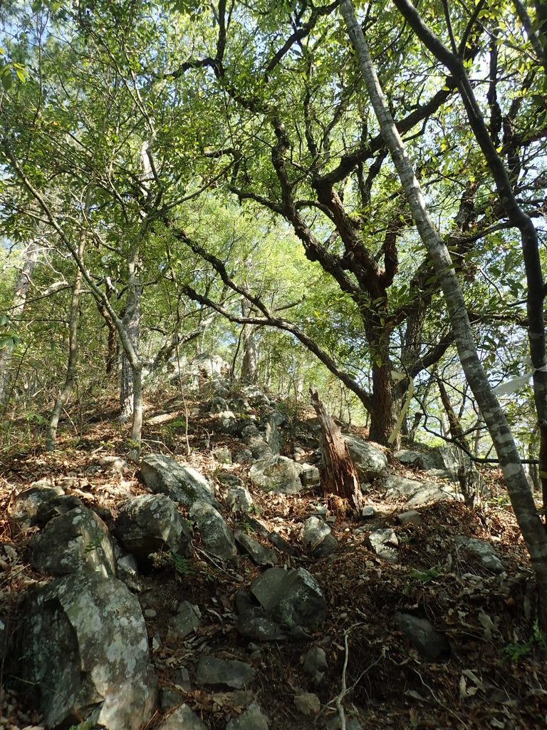 P3167152.JPG - 谷關  德芙蘭步道