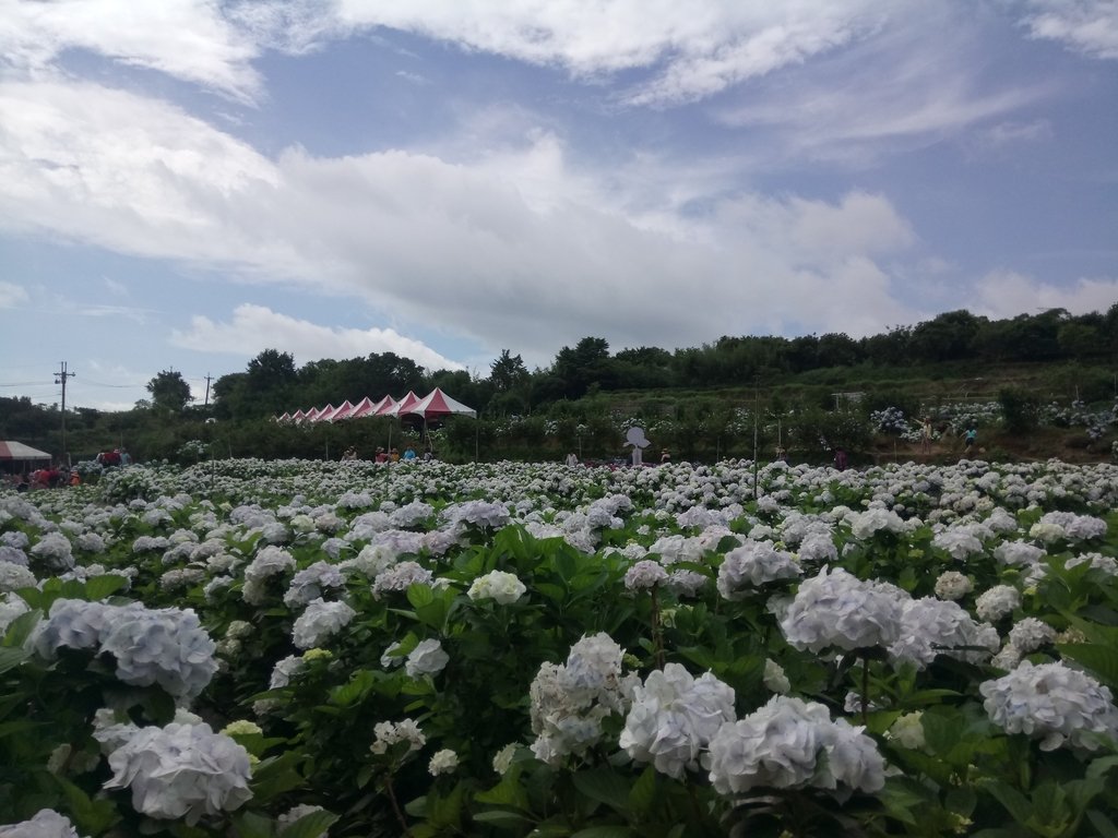 DSC_9303.JPG - 萬里  高家繡球花田