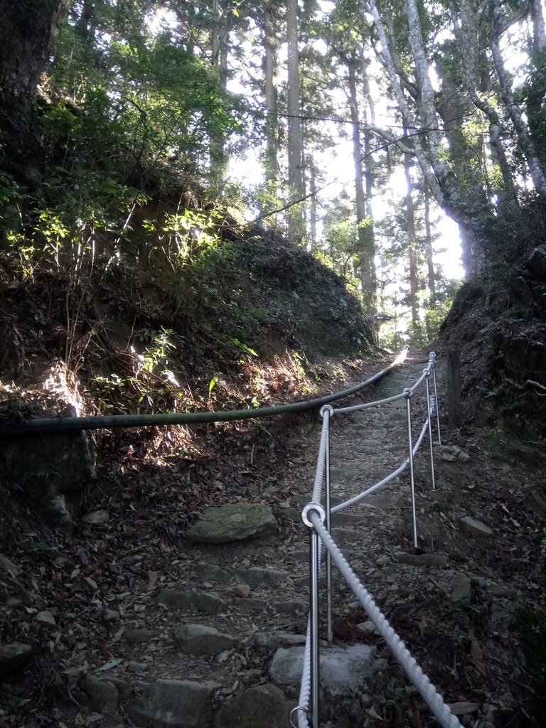 DSC_3586.JPG - 南庄  大坪林道  杜鵑嶺