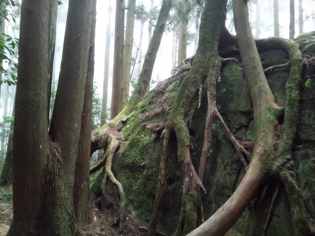 DSC_3747.JPG - 南庄  加里山  森林鐵道