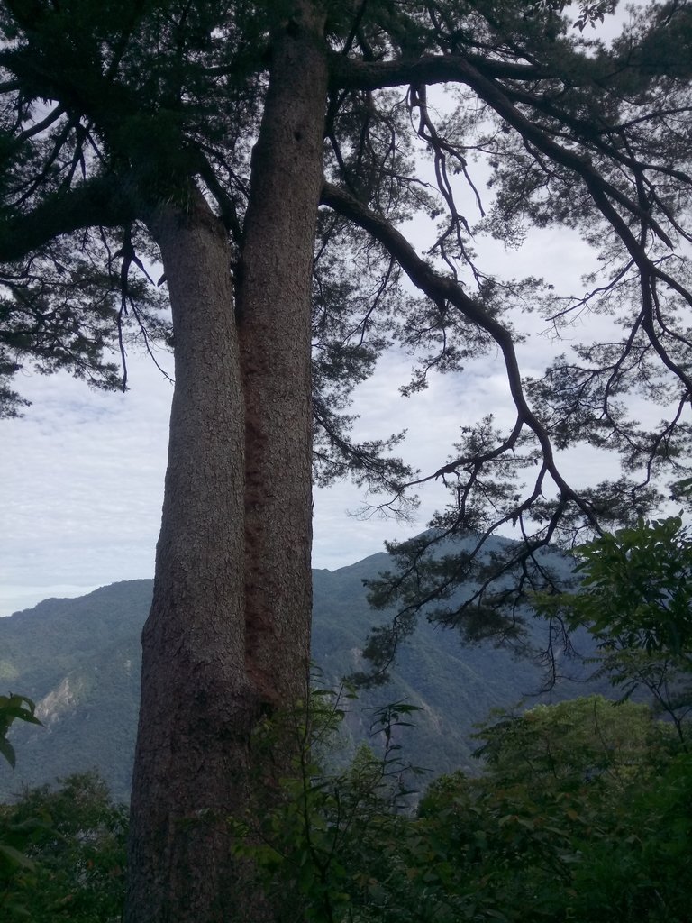 DSC_9891.JPG - 谷關  斯巴可步道