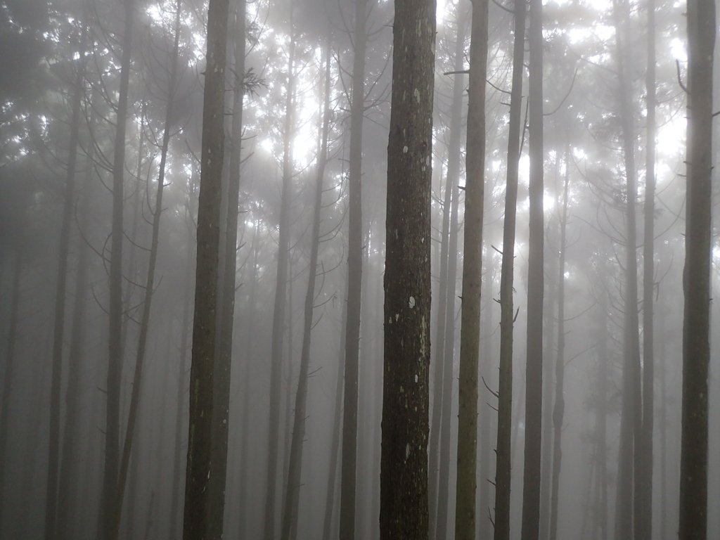 P9250197.JPG - 南庄  向天湖之  迷霧森林