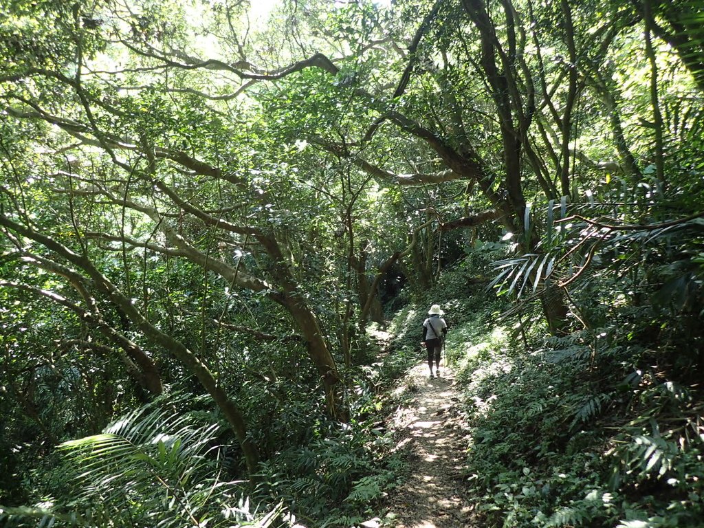 P8076270.JPG - 觀音山之  北橫古道