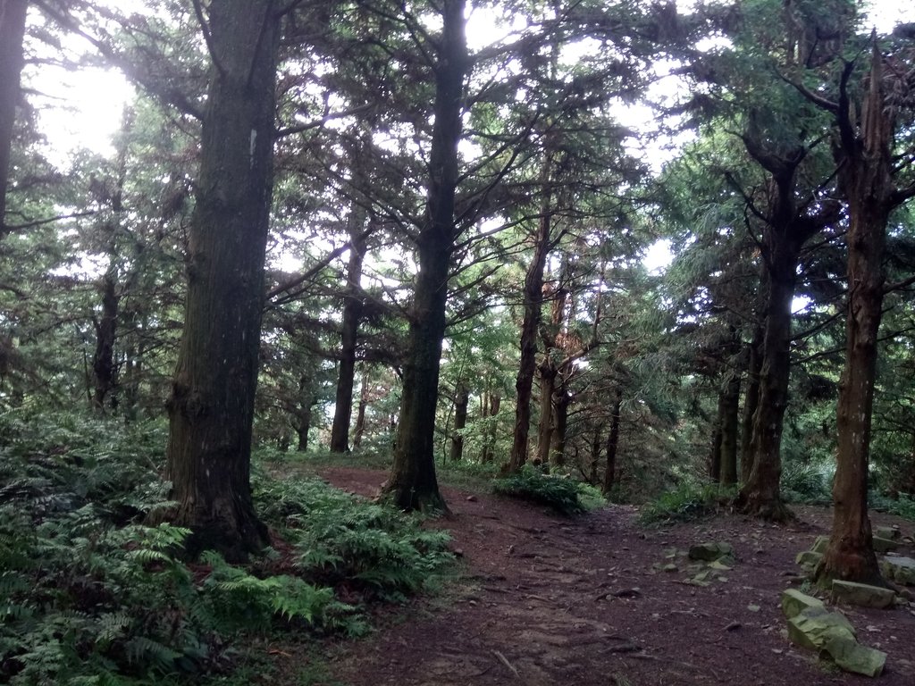 DSC_5193.JPG - 台中和平  長壽山登山步道  (上)