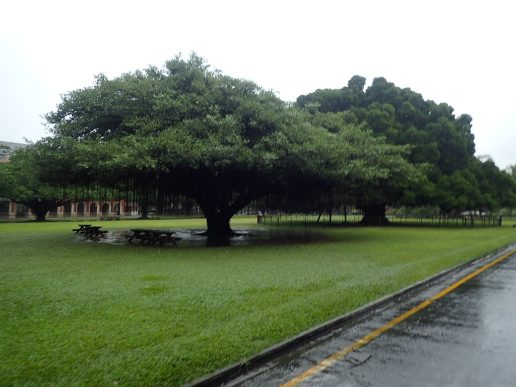 PB074531.JPG - 台南  成功大學  校園掠影