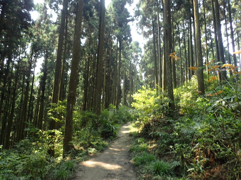 P4036928.JPG - 五峰  鵝公髻山登山步道  (02)