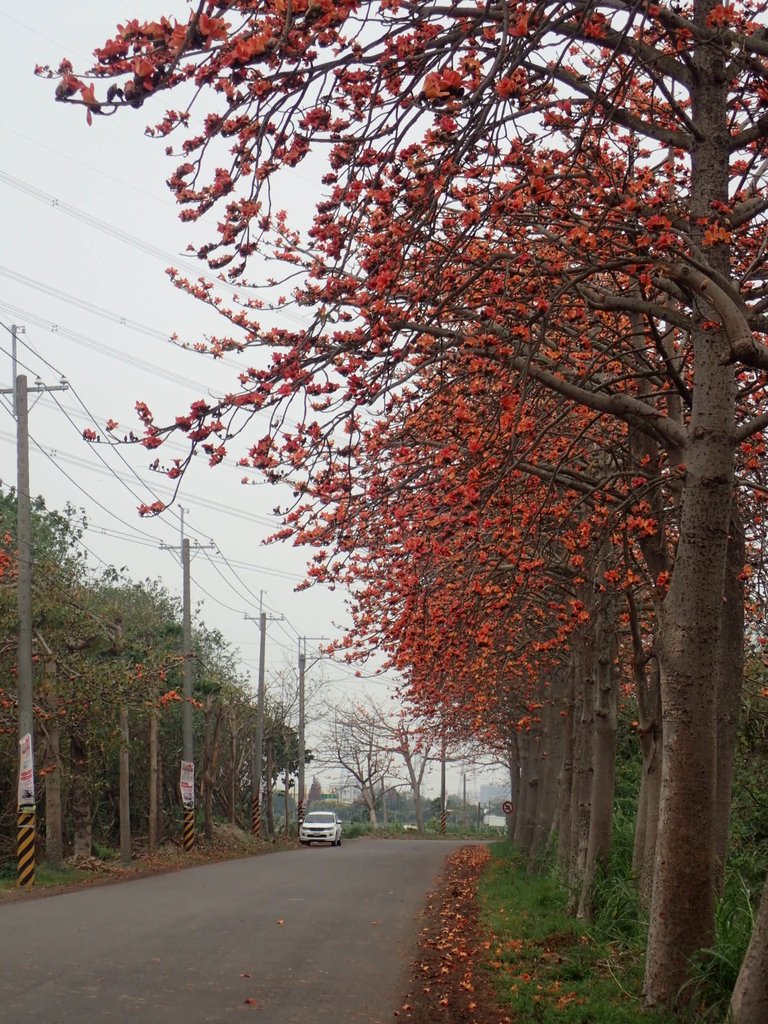 P3066350.JPG - 埤頭  東螺溪  木棉花