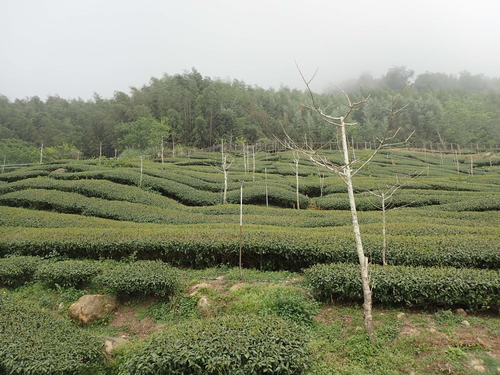 P3257924.JPG - 阿里山  頂石卓茶園之美