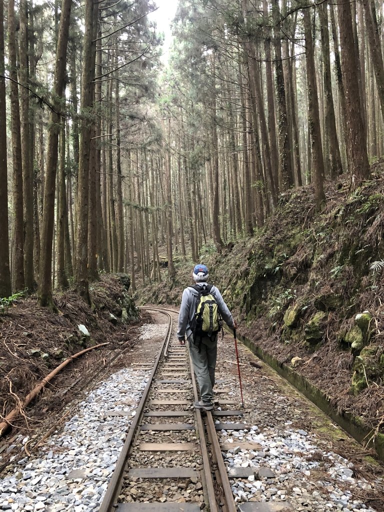 IMG_4750.JPG - 阿里山  二萬平  抱石神木