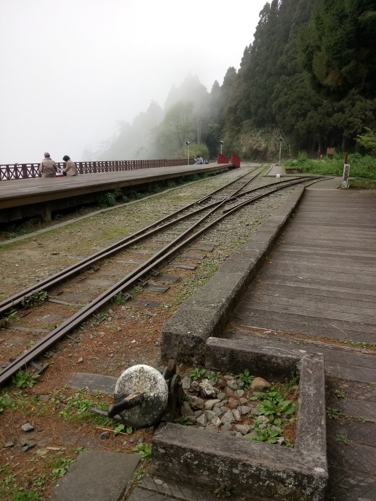 DSC_1523.JPG - 阿里山  二萬坪步道