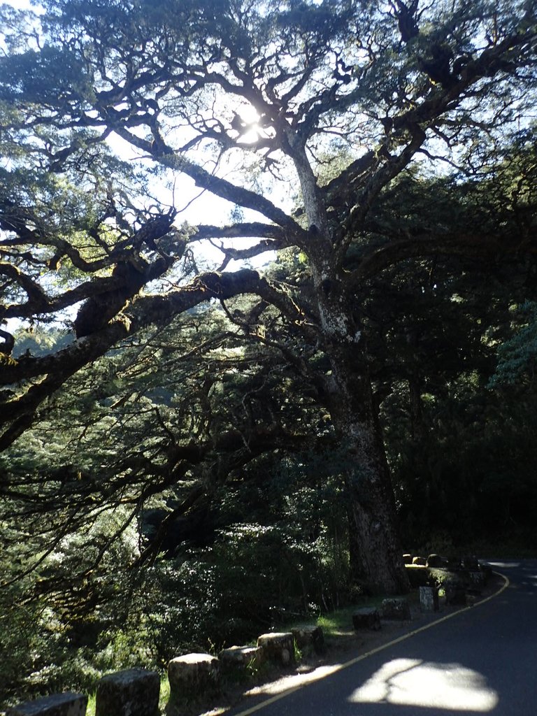 P3268059.JPG - 鹿林山  麟趾山步道  (01)