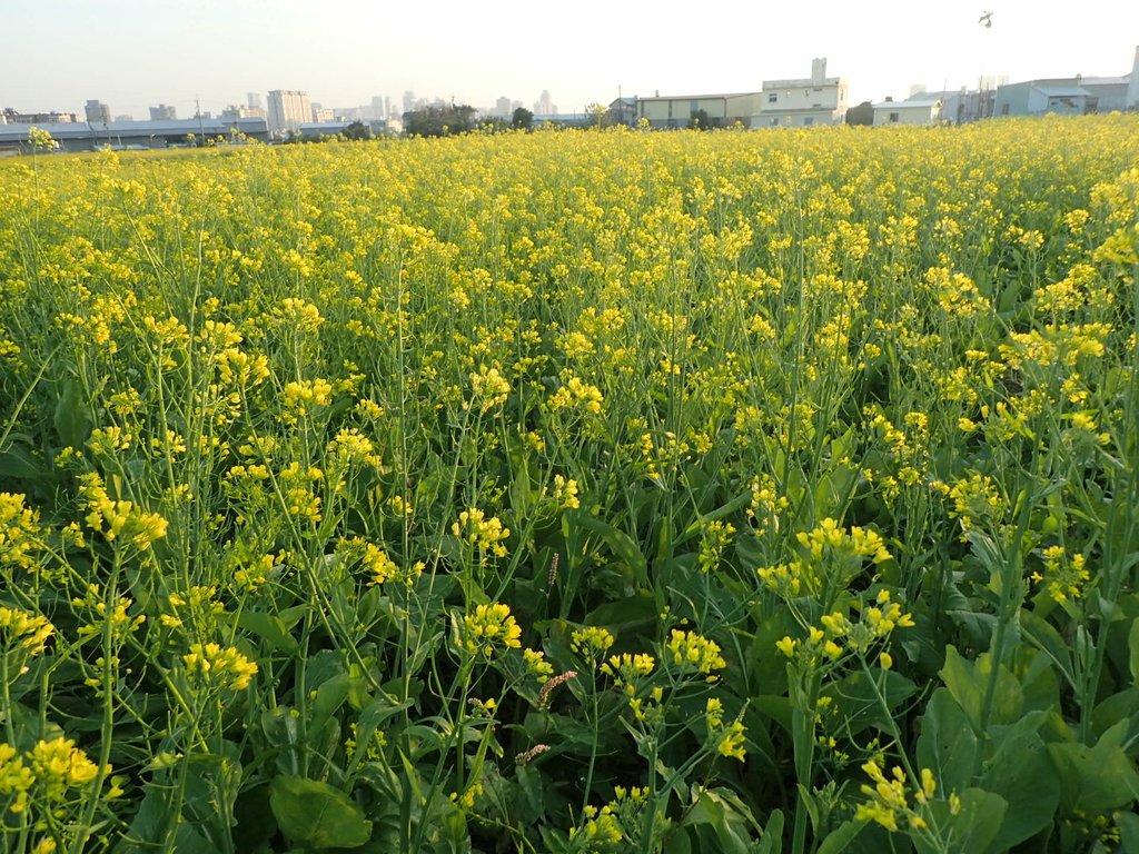 P1083468.JPG - 台中  西屯  油菜花田