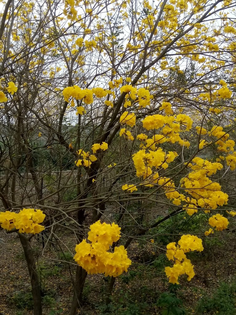 DSC_8420.JPG - 竹塘  田頭堤防  黃花風鈴木