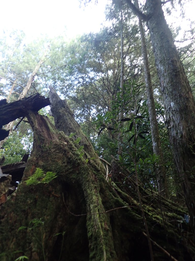 PA185608.JPG - 台中  和平  稍來山