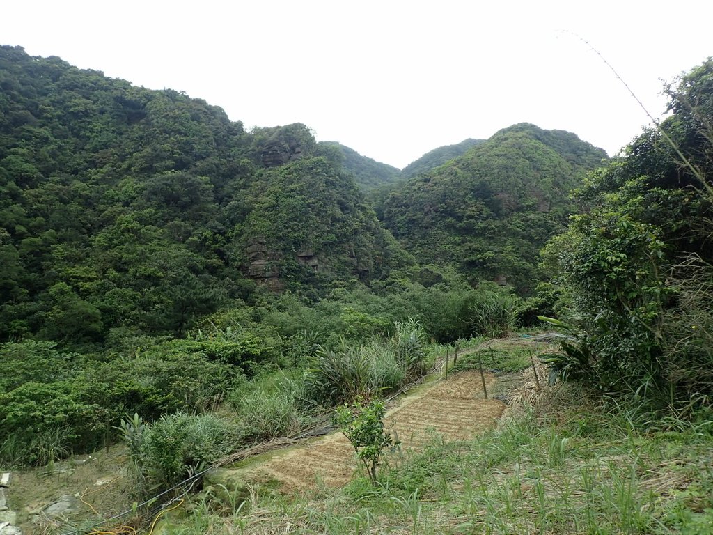 P3308259.JPG - 萬里  大路嶺古道行