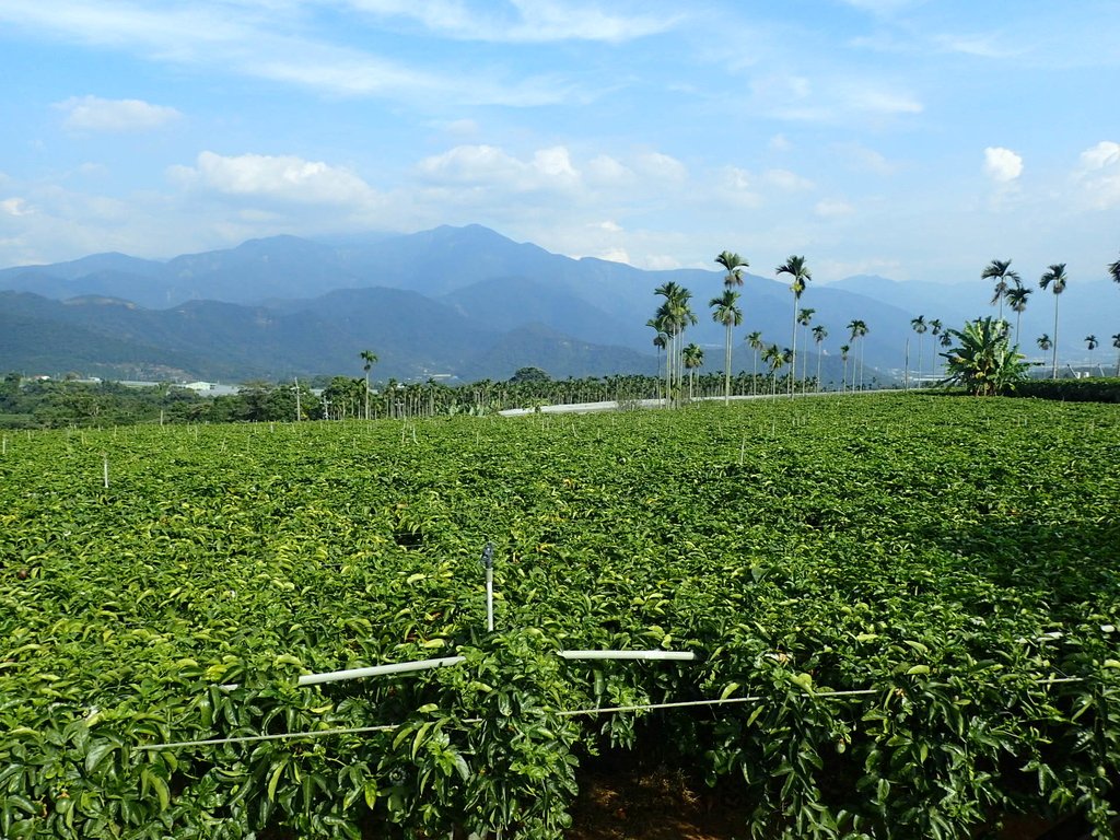 PA282138.JPG - 埔里  大坪頂  百香果園