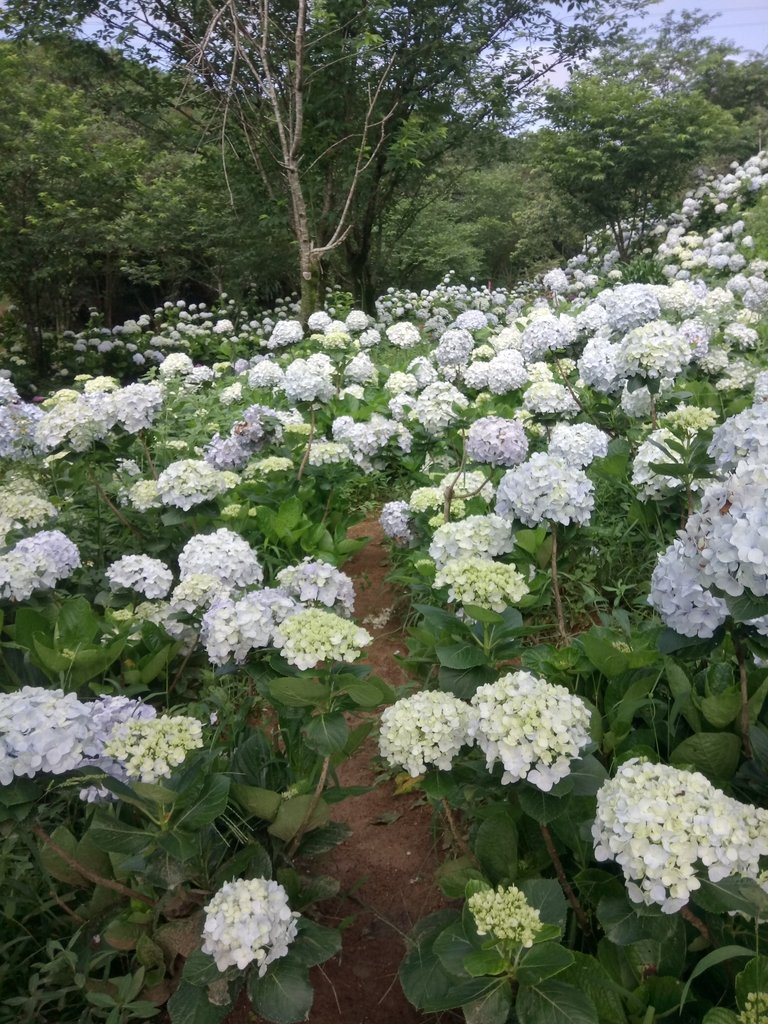 DSC_9310.JPG - 萬里  高家繡球花田