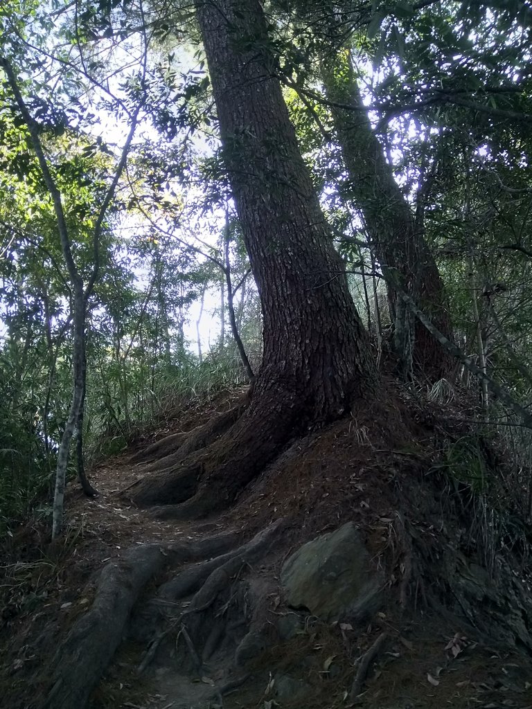 DSC_6755.JPG - 谷關七雄之  唐麻丹山