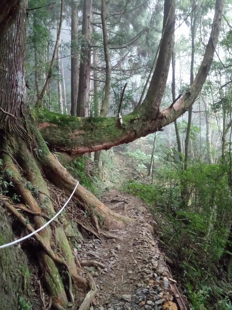 DSC_3749.JPG - 南庄  加里山  森林鐵道