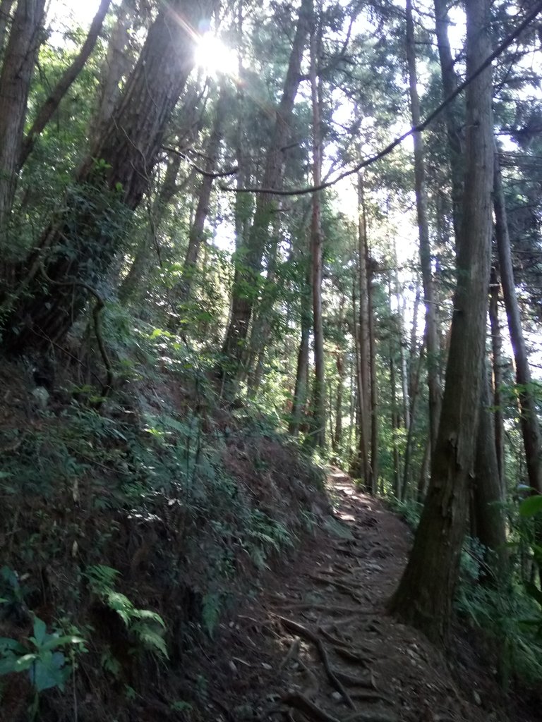 DSC_9908.JPG - 谷關七雄之  馬崙山  (下)