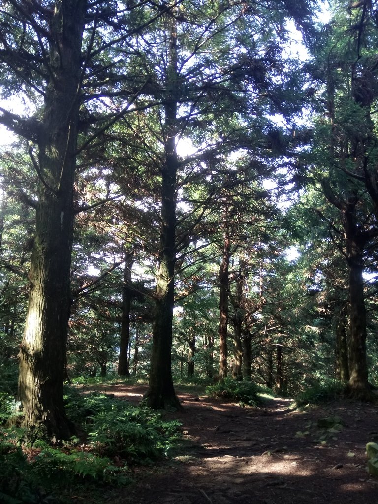 DSC_5195.JPG - 台中和平  長壽山登山步道  (上)