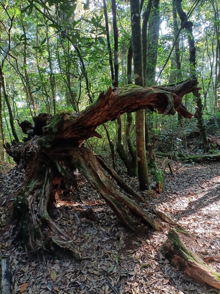 IMG20210205092257.jpg - 竹山  嶺頭山  金柑樹山