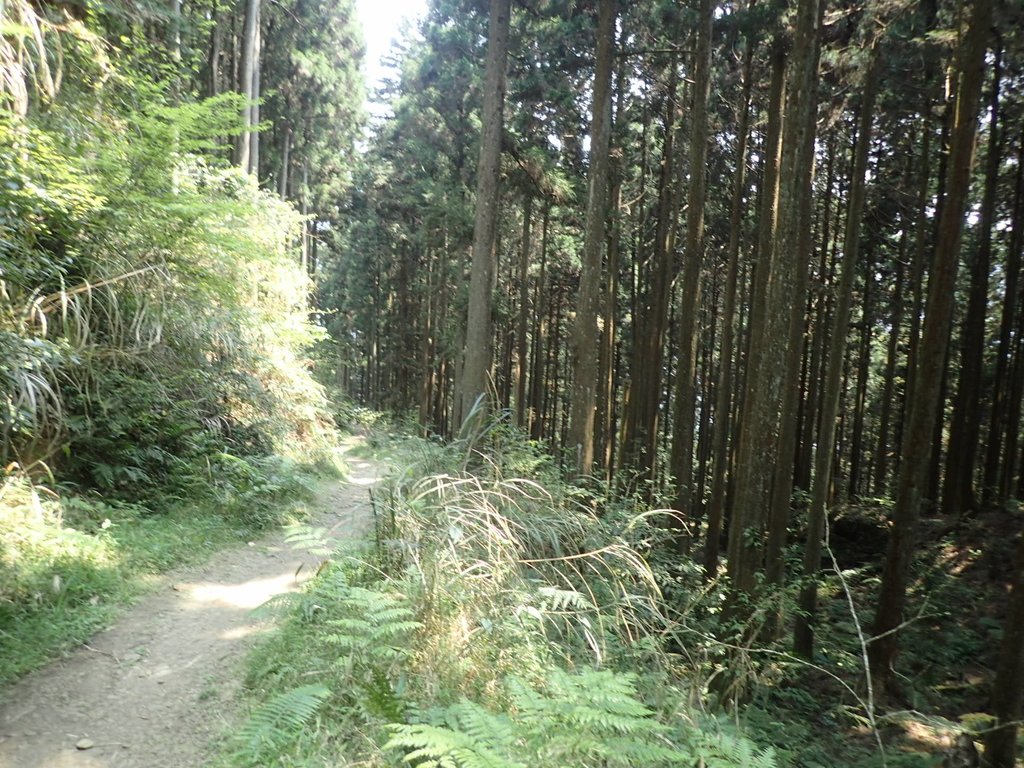 P4036930.JPG - 五峰  鵝公髻山登山步道  (02)